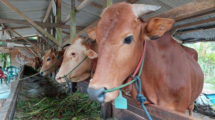Pemkab Mesuji Bagikan 50 Ekor Sapi Kurban ke Desa-desa 