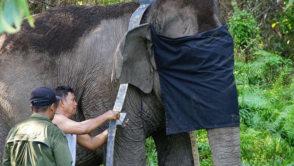 Melihat Proses Perawatan Puluhan Gajah di Pusat Konservasi Jalur 21 Suaka Margasatwa Padang Sugihan