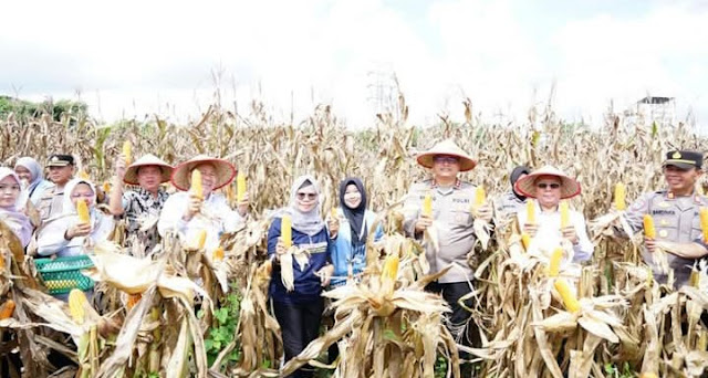 Dukung Ketahanan Pangan Nasional, Polres dan Pemkot Prabumulih Panen Jagung Serentak