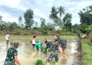 Satgas TMMD 127 Kodim 1001/Hulu Sungai Utara Dukung Ketahanan Pangan di Desa Hambuku Hulu
