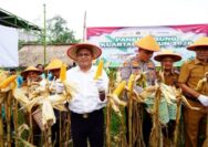 Wali Kota Prabumulih Hadiri Panen Jagung di Desa Kemang Tanduk