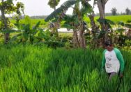 Jalan Mulus, Mbah Darji Petani Padi Hemat Biaya