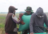 Manfaatkan Waktu Luang, Anggota Satgas TMMD Bantu Petani Angkat Gabah di Sawah
