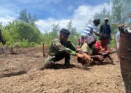 Bedengan Rampung, Lahan Program TMMD Siap Ditanami