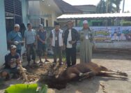 Iduladha 1447 H, PWI Sumsel Sembelih 4 Ekor Sapi dan 1 Kambing