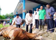 Bupati Muba Tinjau Penyembelihan Kurban di Sungai Angit, Dua Sapi Limosin Diserahkan untuk Warga