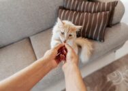 Memilih Makanan Kucing yang Tepat untuk Mendukung Kesehatan Pencernaan