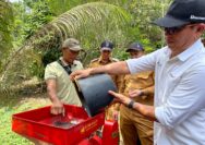 PTBA Dampingi Petani Kopi Sawahlunto Panen dan Ciptakan Nilai Tambah