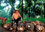 Di Tengah Gejolak Harga Sawit, Holding Perkebunan Nusantara Konsisten Serap TBS Petani