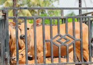 Holding Perkebunan Nusantara Tebar Manfaat Idul Adha, 1.713 Hewan Kurban PalmCo Disalurkan ke Berbagai Daerah