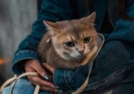 Berapa Usia Kucing dalam Umur Manusia? Simak Penjelasannya