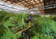 Grup MIND ID Reklamasi 8.000 Hektare Lahan dan Rehabilitasi DAS 37.700 Hektare, Perbaiki Kualitas Keanekaragaman Hayati