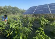 Agrivoltaics Memanen Matahari, Merawat Bumi