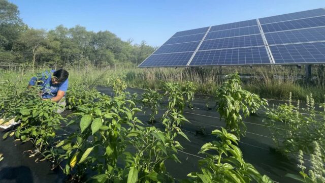 Agrivoltaics Memanen Matahari, Merawat Bumi