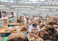 Holding Perkebunan Nusantara Perkuat Daya Saing Global, Tembakau Premium PTPN I Jadi Andalan Industri Cerutu Dunia