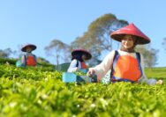 Holding Perkebunan Nusantara Perluas Jejak Teh Indonesia, Produk PTPN I Masuk Gerai Legendaris Twinings London